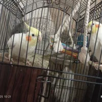عروس هلندی