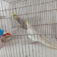 یک جفت عروس لوتینو و اهویی