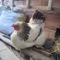 مرغ وخروس برهما قول