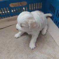 فروش توله ماده