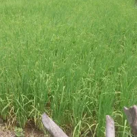 زمین مزرعی۱۰۵۰m/امتیازات سر زمین بر محله کوهپایه