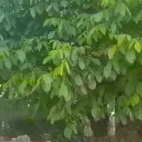 زمین باغی با موقعیت بسیار عالی چشمه مرغاب عسگران