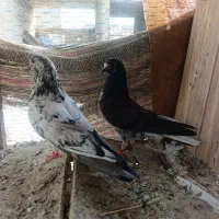 کفتر پرشی