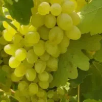 انگور درجه ۱