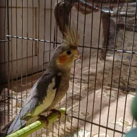 عروس هلندی