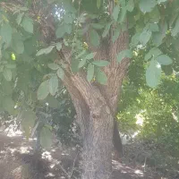 فروش سه اصل درخت گردوی بالغ با مدرک و اصیل