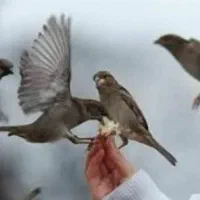 سره ماده کرمانی نطفه دار اماده