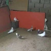 کبوتر|پرنده|کلاترزان, |دیوار