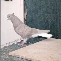ماده کرم دم سفید