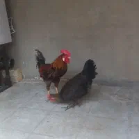 مرغ خروس