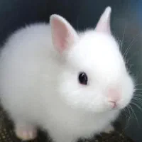 خرگوش کوچولو معاوضه با پرنده