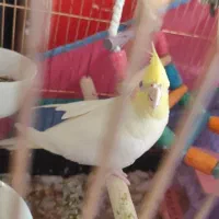 عروس هلندی
