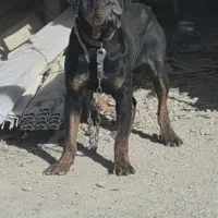 روتوایلر ماده