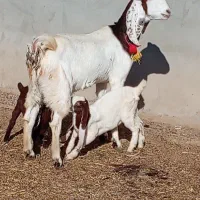 بز وبزغاله پاکستانی|حیوانات مزرعه|بردسکن, |دیوار