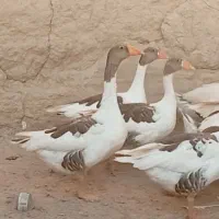 غاز گوشتی|حیوانات مزرعه|مراغه, |دیوار