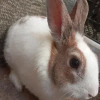 واگذاری خرگوش