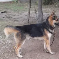 سگ ژرمن
