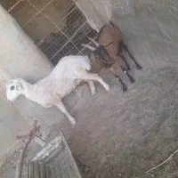 میش و بز
