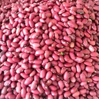 لوبیا قرمز نمونه