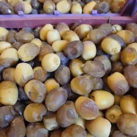 رطب برحی