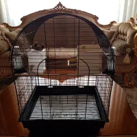 یک جفت فنچ نر و ماده، نژاد کراواتی