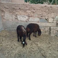 ۲ راس بره سرخ افشاری سالم پر خوراک