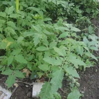 نهال گوجه فرنگی