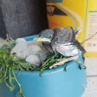 جوجه مینا شاه تخم ورامین