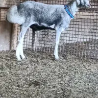 ۵ راس بره قوچی بره ماده چینی قندوزی اصیل افغان