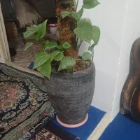 گلدان طبیعی