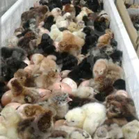 جوجه بومی گلپایگانی
