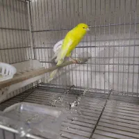 قناری رسمی بلند شاخص