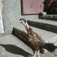 جوجه لاری 5ماهه