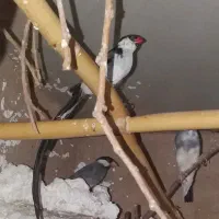 فنچ وایدا.