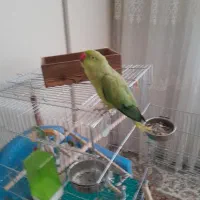 طوطی ملنگو ماده دستی