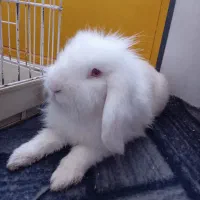 خرگوش