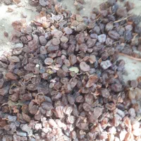 کشمش آفتابی درجه یک