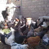 تخم مرغ بلک استار وگلین