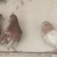 کبوتر|پرنده|بندر گناوه, |دیوار