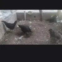 مرغ محلی اصل جوان تازه به تخم