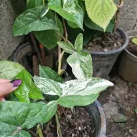 گل و گیاه