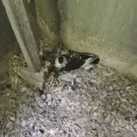 یک جفت کفتر ساده افغانی