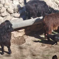 سه راس کهره سبک