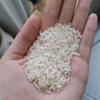 برنح هاشمی