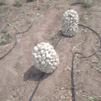 حمل بار بانیسان