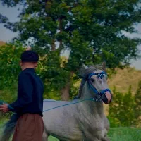 اسب دونیم سال سواری شده