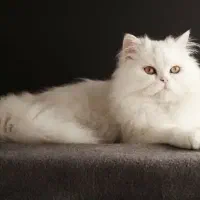 گربه پرشین ۱.۵ ساله