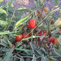 گوجه فرنگی کوییک و مارون تخم مرغی ومارول