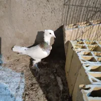 کفتر طوقی هفت رنگ