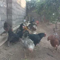 مرغ